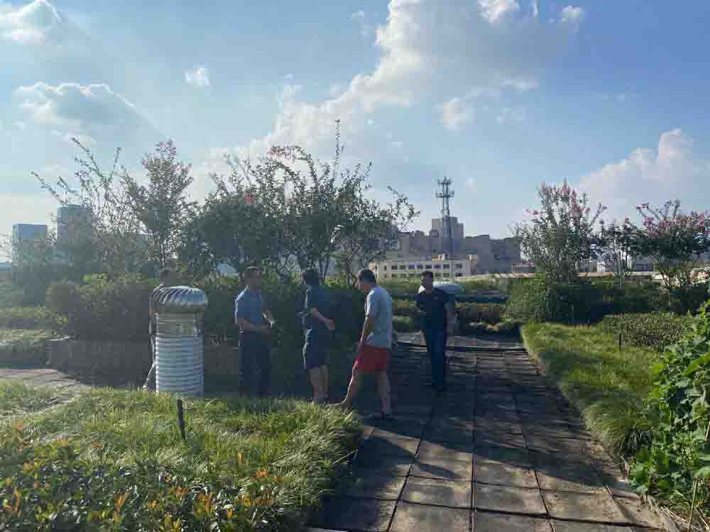 区绿化办检查钱江商城屋顶绿化 养护事情