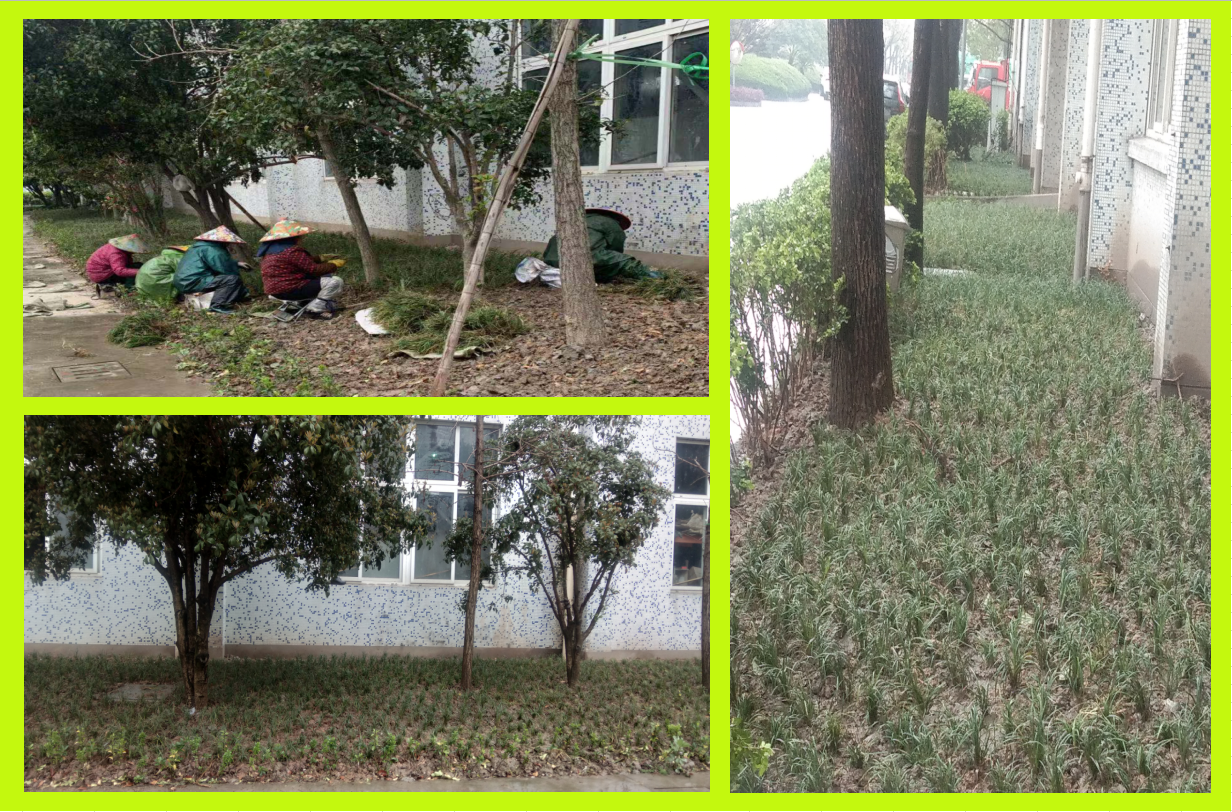 莳植绿化，，，，，，美化坏境