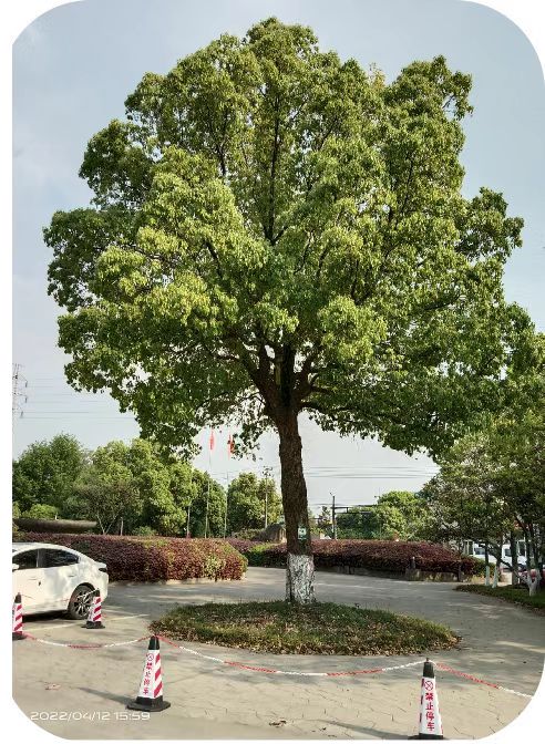 增补营养，，，，，香樟树“打点滴”