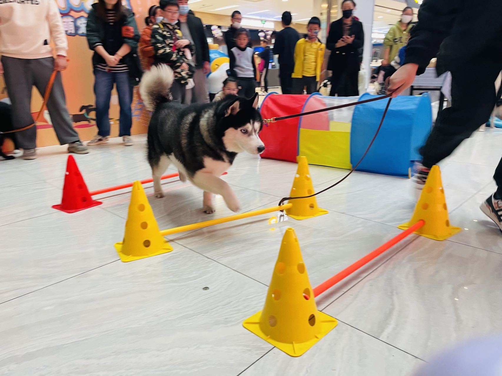 水晶城宠物运动会圆满竣事